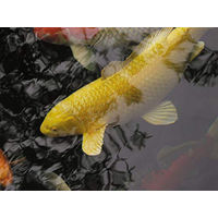Produktbild von Oase AquaActiv AntiParasit Medikament für Fische 500 ml - 500 ml