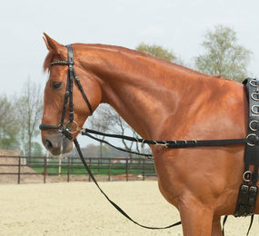 OESENSTARR Busse Ausbindezügel für Ponys aus Nylon in Schwarz – Bild 1 von 1