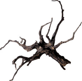 Olibetta Black Root L Wurzel Schwarz – Bild 1 von 2
