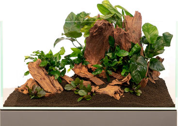 Produktbild von Olibetta Mangrove lebende Pflanze für Meerwasser Aquarium 1 Stück