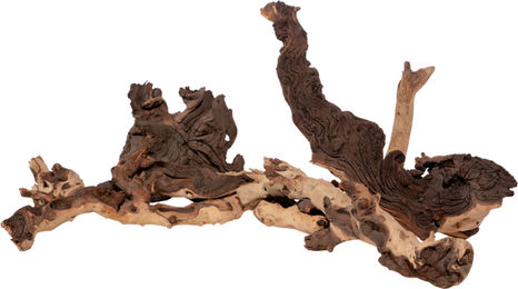 Produktbild von Olibetta Mopani Wurzel als lebende Pflanze und Filtermedium aus Holz