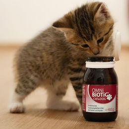 Omni Biotic Cat & Dog Probiotisches Ergänzungsfuttermittel für Hunde und Katzen zur Stabilisierung der Darmflora 60 g - 60 g – Bild 1 von 11