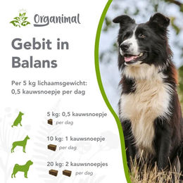 Organimal Zahnpflege-Snack für Hunde mit Algenmehl und Kräutern 30 Stück – Bild 1 von 2