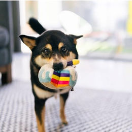 P.L.A.Y. Bloody Mary Plüschspielzeug für Hunde XS zur Zahnpflege – Bild 1 von 2