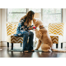 P.L.A.Y. Pet Puppy Love Rover's Roses Plüschspielzeug für Welpen in Rosa und Bunt - 100 g – Bild 1 von 3