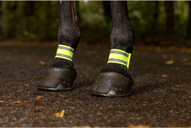 Produktbild von Paar elastische Bandagen für Pferde Norton