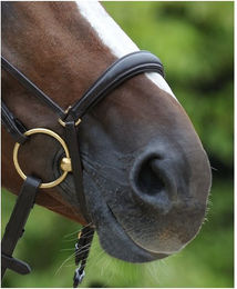 Produktbild von Passier hannoverscher Wechselnasenriemen