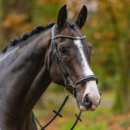 Produktbild von Passier Trense Confidence schwarz hannoversches Reithalfter Warmblut - 1 Stk.