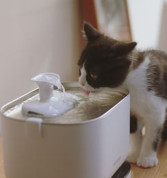 Produktbild von Petlibro Dockstream akkubetriebener automatischer Katzenbrunnen für Haustiere, Weiß / Dockstream