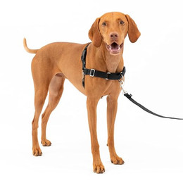 Produktbild von PetSafe Easy Walk Anti-Zieh-Hundegeschirr Größe M Schwarz - 1,8 m