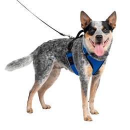 PetSafe EasySport Hundegeschirr Größe M Blau – Bild 1 von 6