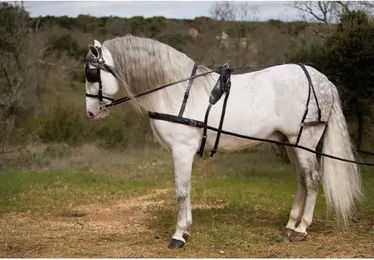 Produktbild von Pferdegeschirr Lexhis Kiel