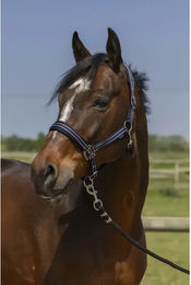 Produktbild von Pferdehalfter 4 Linien Norton
