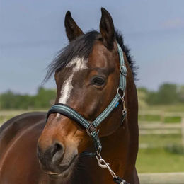 Produktbild von Pferdehalfter 4 Linien Norton