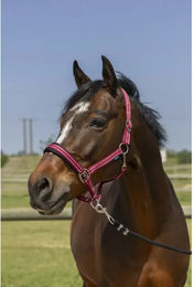 Produktbild von Pferdehalfter 4 Linien Norton