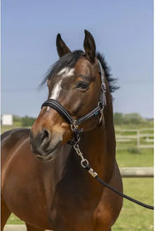 Produktbild von Pferdehalfter 4 Linien Norton