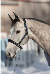 Produktbild von Pferdehalfter aus Leder und Nylon HFI Mixed