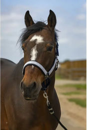 Produktbild von Pferdehalfter aus Nylon Check Equithème