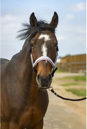 Produktbild von Pferdehalfter aus Nylon Check Equithème