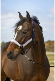 Produktbild von Pferdehalfter aus Nylon Check Equithème