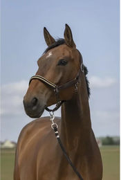 Produktbild von Pferdehalfter aus Nylon Chevron Equithème