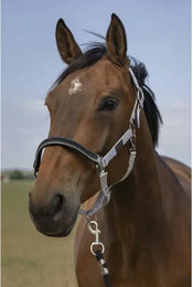 Produktbild von Pferdehalfter aus Nylon Chevron Equithème