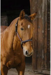 Produktbild von Pferdehalfter aus Nylon Equithème Domino