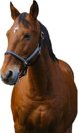 Produktbild von Pferdehalfter aus Nylon Equithème Domino