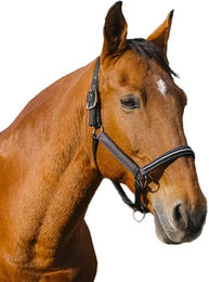 Produktbild von Pferdehalfter aus Nylon Equithème Domino