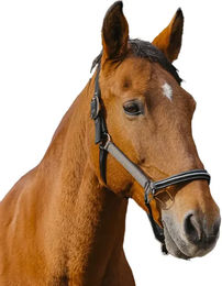 Produktbild von Pferdehalfter aus Nylon Equithème Domino