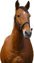 Produktbild von Pferdehalfter aus Nylon Equithème Domino