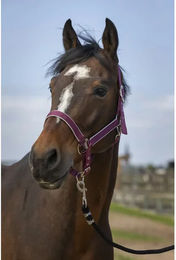 Produktbild von Pferdehalfter aus Nylon Equithème light