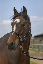 Produktbild von Pferdehalfter aus Nylon Equithème light