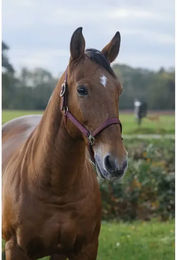 Produktbild von Pferdehalfter aus Nylon Equithème Spring