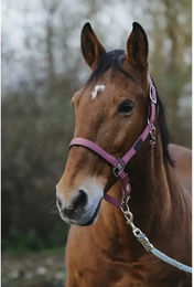 Produktbild von Pferdehalfter aus Nylon Equithème Spring