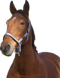 Produktbild von Pferdehalfter aus Nylon Equithème Spring