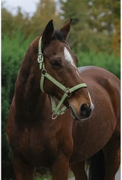 Produktbild von Pferdehalfter aus Nylon Equithème Spring