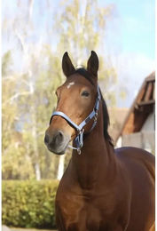 Produktbild von Pferdehalfter aus Nylon Equithème Spring