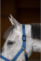 Produktbild von Pferdehalfter aus Nylon HFI