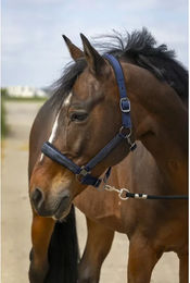 Produktbild von Pferdehalfter aus Nylon Strass Equithème