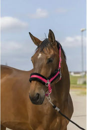 Produktbild von Pferdehalfter aus Schafsnylon Equithème