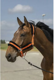 Produktbild von Pferdehalfter aus Schafsnylon Equithème