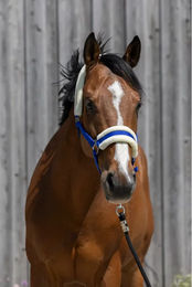 Produktbild von Pferdehalfter aus synthetischem Lammfell Riding World