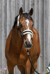 Produktbild von Pferdehalfter aus synthetischem Lammfell Riding World