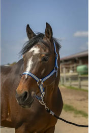 Produktbild von Pferdehalfter aus weichem Nylon Norton