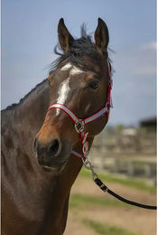 Produktbild von Pferdehalfter aus weichem Nylon Norton