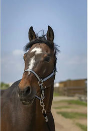 Produktbild von Pferdehalfter aus weichem Nylon Norton