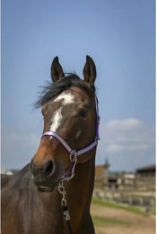 Produktbild von Pferdehalfter aus weichem Nylon Norton