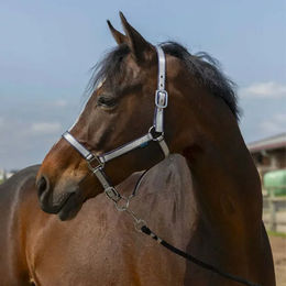 Produktbild von Pferdehalfter aus weichem Nylon Norton