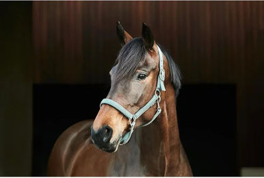 Produktbild von Pferdehalfter HorseGuard Jewel